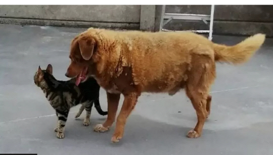 보비가 고양이 친구와 함께 노는 모습. 사진=기네스북